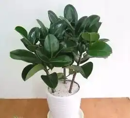 这五种植物能旺财助运,看看你养对了吗
