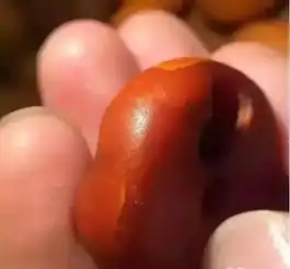 震惊假货横行时代,为什么藏族人竟买不到假蜜蜡
