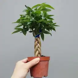 房前不栽桑,宅后不种槐老祖宗说下面几种植物必旺家
