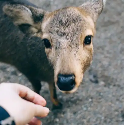 中国人在日本千万别做什么
