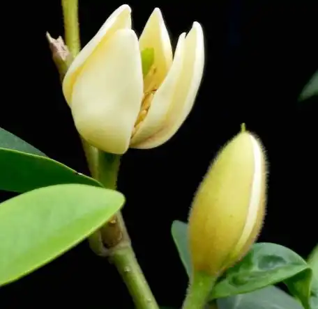 到了11月,4属相吉星进门,招财添贵旺家业,生活无忧
