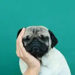 每周一宠你有没有发现,你家狗狗长得越来越像你了
