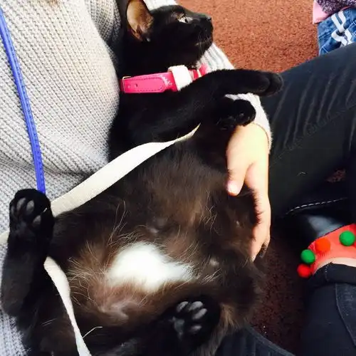 家里养了一只黑猫是一种什么样的体验