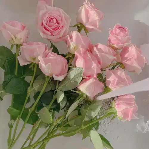 2023高清绝美鲜花唯美风景头像
