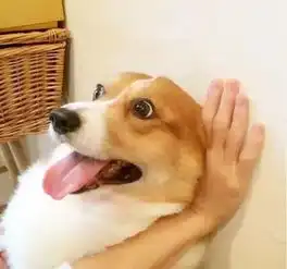 为了减肥,柯基真的已经尽力了
