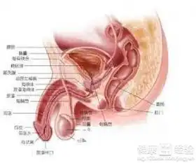 急性精囊炎如何能治好
