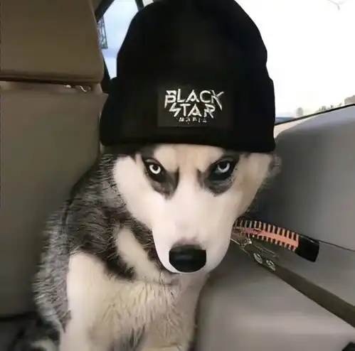 头像越怪,本人越帅
