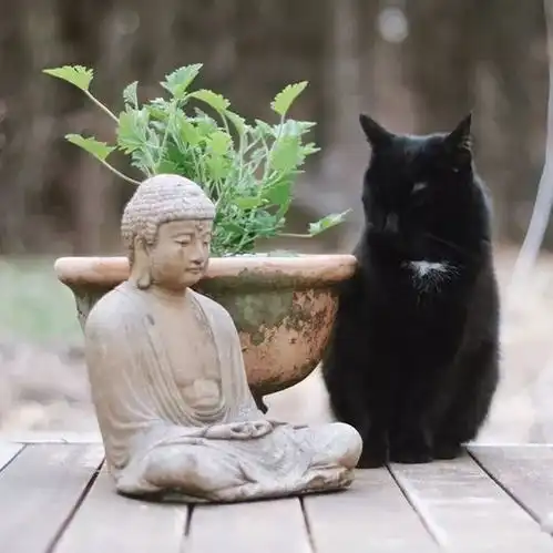 你天天求神拜佛,猫躺在佛的怀里鄙视你
