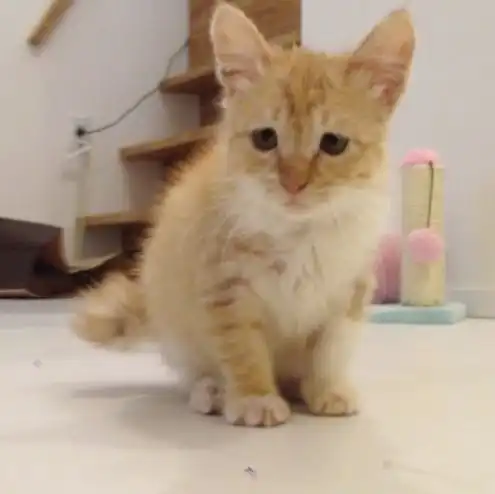 这只丧着脸的胖橘猫网红,凭借着丧丧的胖脸吸引着一大波粉丝,现在还出书了...
