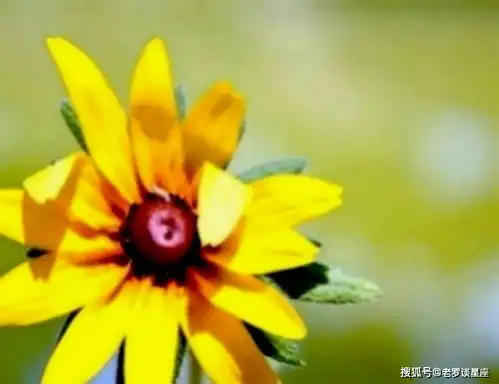 对妻子很负责的三生肖男,成熟踏实才华横溢,时常给老婆带来惊喜
