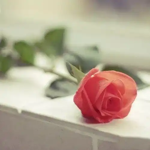 情侣头像拿玫瑰花图片匿