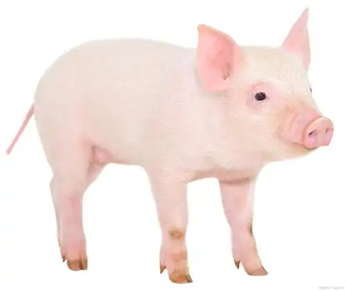 哪些生肖最有魅力
