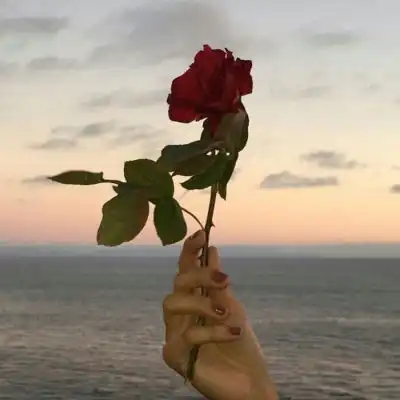 江孑ins唯美玫瑰花风情背景图
