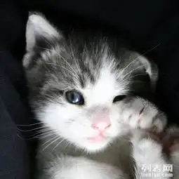 体育馆路家庭宠物寄养猫猫狗狗幸福家居陪伴模式可接送
