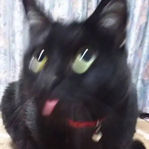 清流猫的安利庆祝猫眼的胜利
