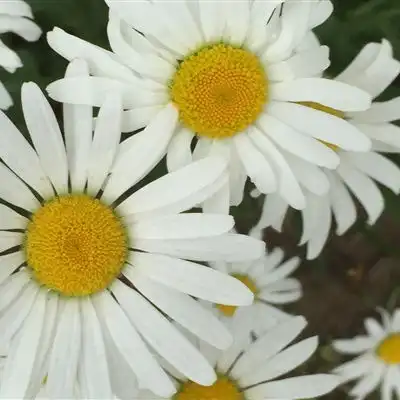 唯美小清新花朵头像,送给用花朵做头像的女人
