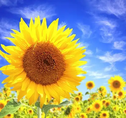 20160403用心生活,做向日葵般温暖的人
