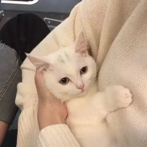 猫狗头像

