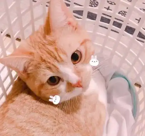 猫咪能听懂自己的名字么看铲屎官怎样教吧
