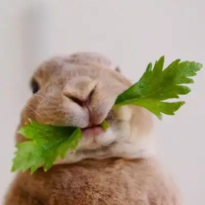 兔兔头像超可爱萌萌哒好看的兔子头像图片
