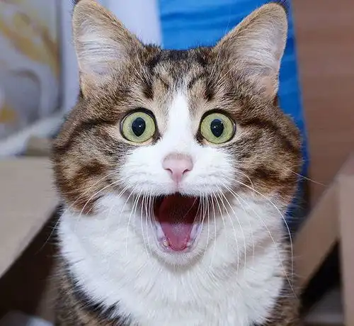 可爱的猫咪,系列表情图片萌萌哒
