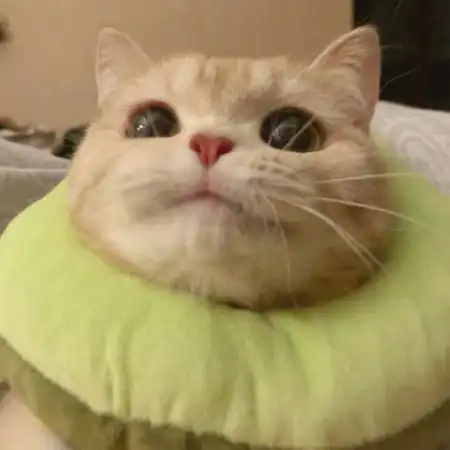 可爱的猫咪头像史上最可爱的猫咪图片
