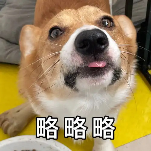 略略略柯基表情包布丁