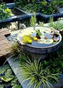 微园林老缸庭院中的一方山水

