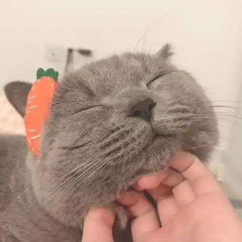 突然有了男朋友是什么体验

