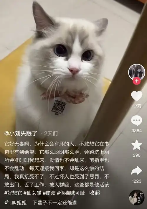 yue想追我的男生偷走我爱猫扔掉,还假惺惺陪我找猫到深夜
