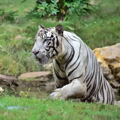 霸气老虎微信头像威武霸气的孟加拉白虎图片
