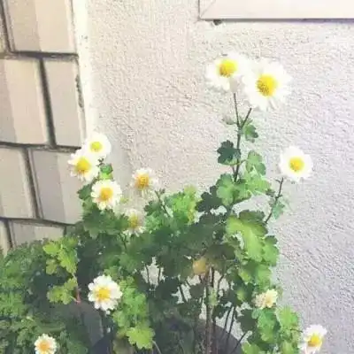 在岁月中,学会释怀
