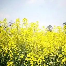 天府旅游新华网四川新闻百科数据库
