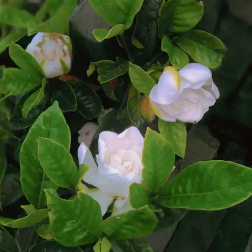 愿你的男孩手捧鲜花迎接你
