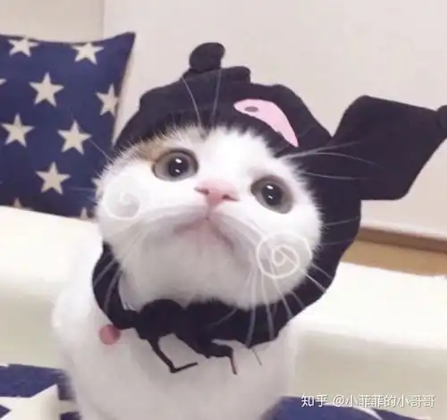 超可爱的猫猫头像