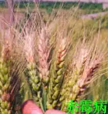 中国农资网数据中心中国农业资源分布图病害图谱害虫图谱杂草图谱病害分布图
