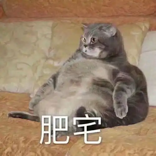 十个橘猫九个胖,还有一个特别胖
