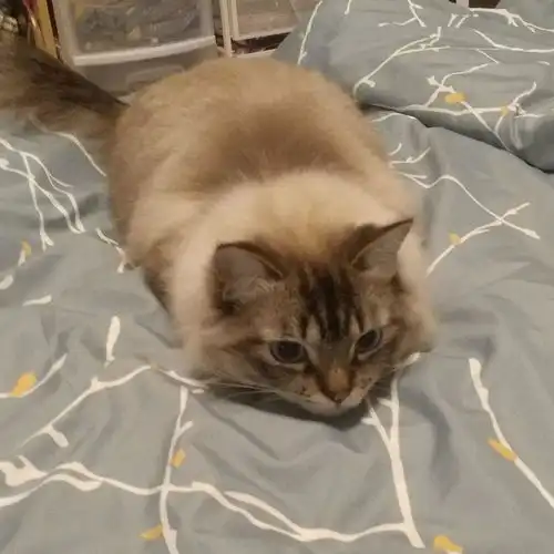 喜欢养猫的独身男人是怎样的人
