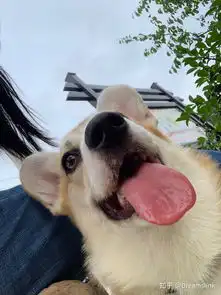 一只柯基幼犬多少钱