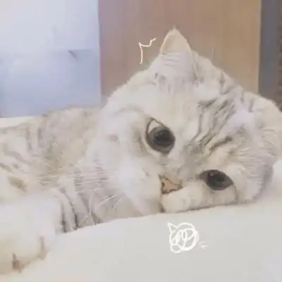 狗猫中毒怎么办处理方式居家禁忌看这里
