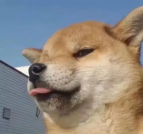 有没有中性一点的头像,男女用都不会觉得很别扭那种
