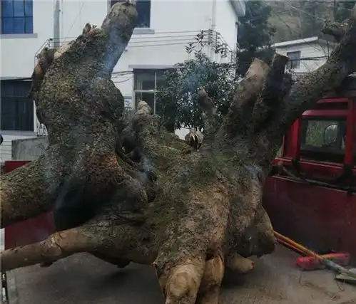 雇人锯榉木,抖音上炫,男子涉嫌非法盗采珍稀林木被查处
