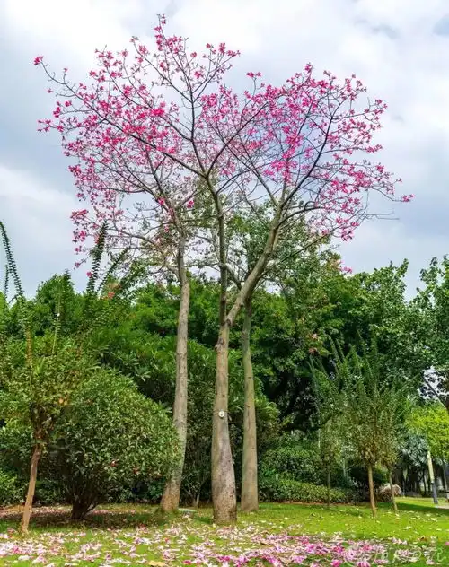 太美满城尽是浪漫粉这一次,是美人树
