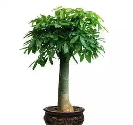 家里什么花都可以不养,唯独这五种植物千万要摆上

