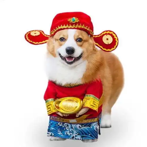 柯基腿短屁股大不好买衣服这样的造型真是有趣极了