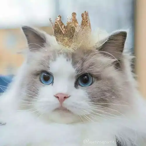 粉丝家里的猫太好看,每天都被主子撩的不要不要的...
