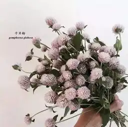 史上最全鲜切花中英文对照大全
