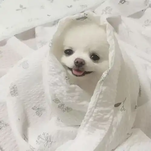 猫狗头像
