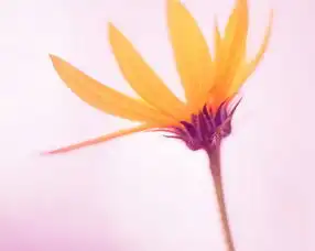 白羊座恋爱失败的原因
