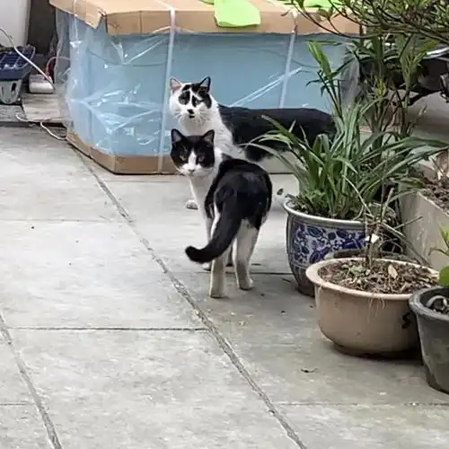 丑猫不怕巷子深
